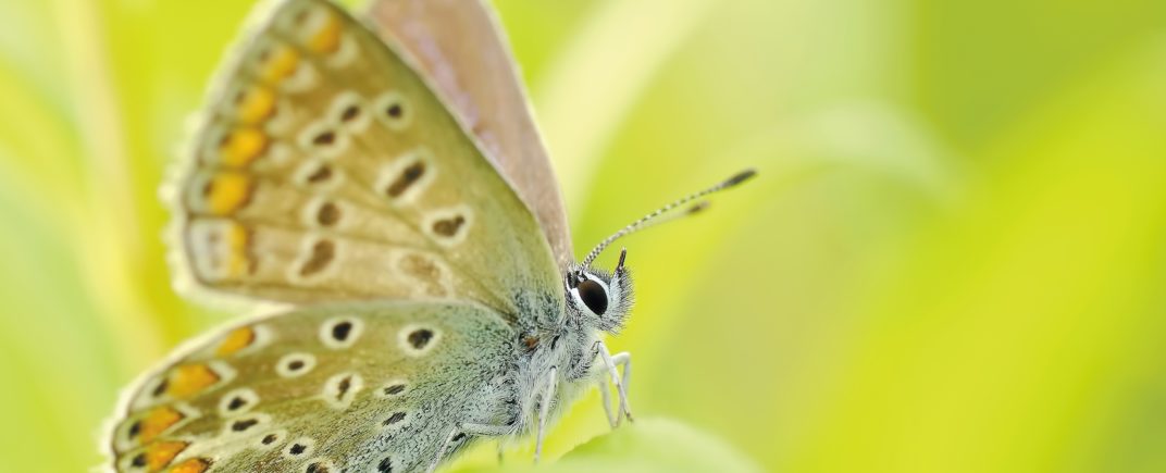 butterflies-insect-bezkregowiec-macro-nature