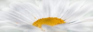 close-up-of-chrysanthemum